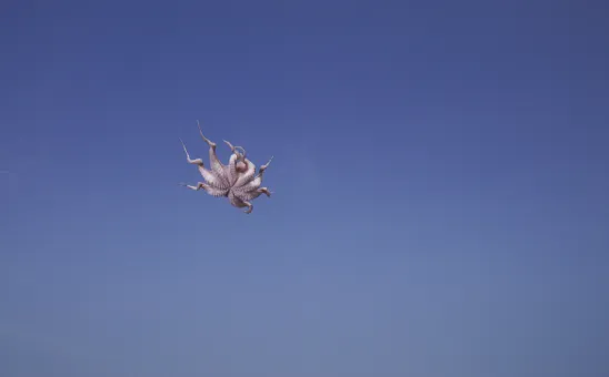 Asta Gröting, Things, 2018, Videostill, 4K UHD-Video mit Ton, 6:32 min