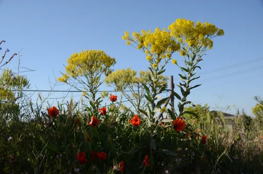 Aquarell auf Karton, 120 x 80 cm