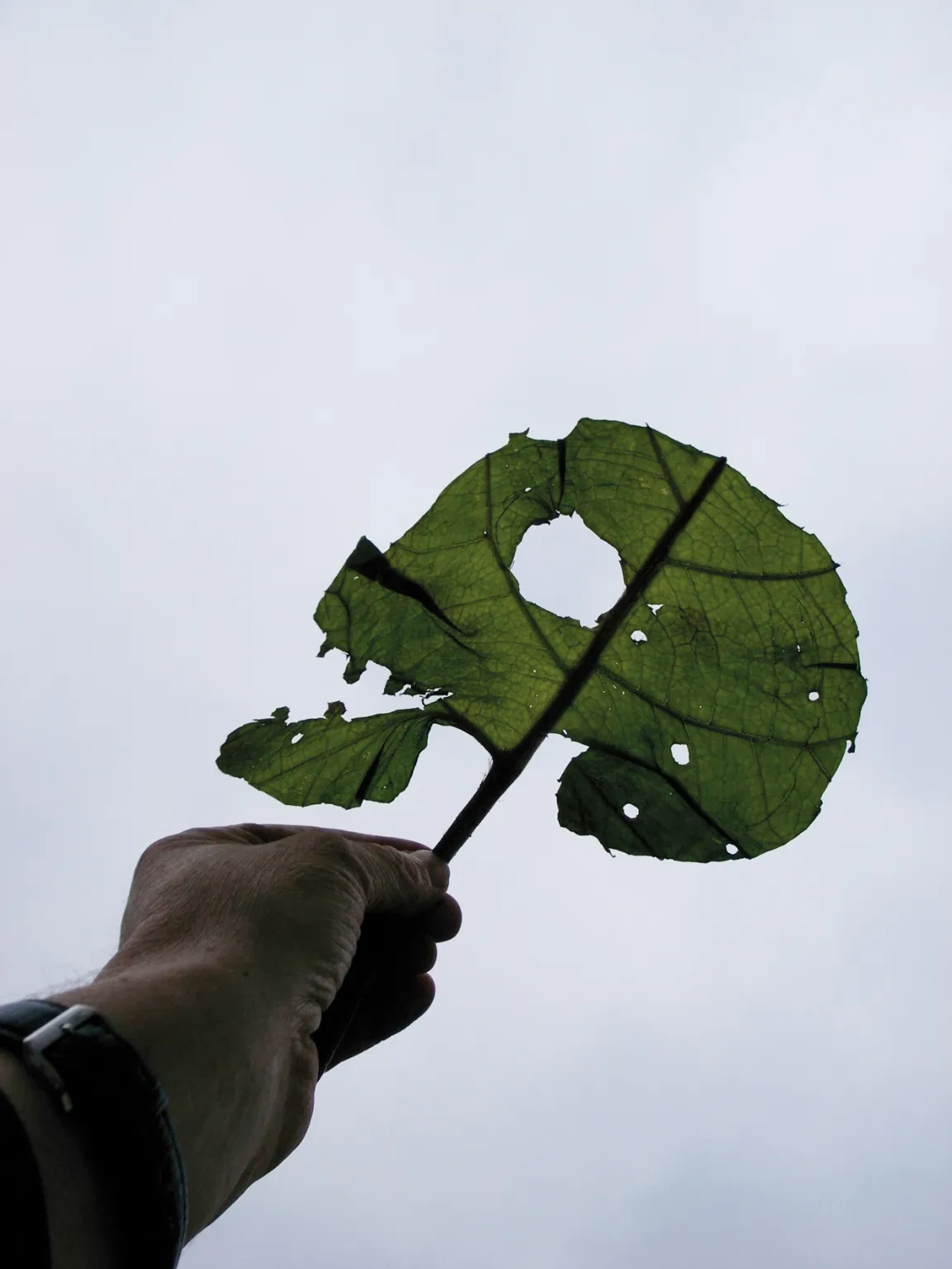 Lois Weinberger, Totenkopf, 2004