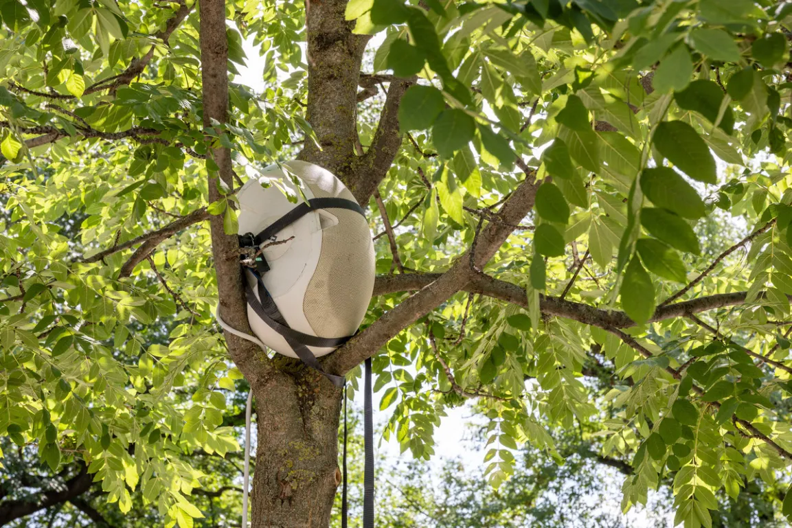 Jasmina Cibic, Dawn Chorus, 2024