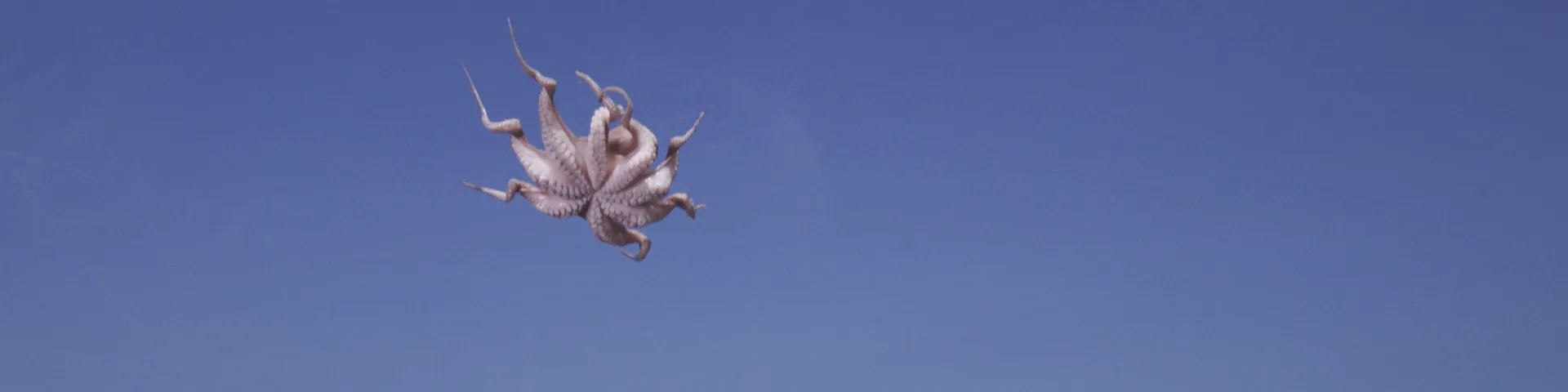 Asta Gröting, Things, 2018, Videostill, 4K UHD-Video mit Ton, 6:32 min