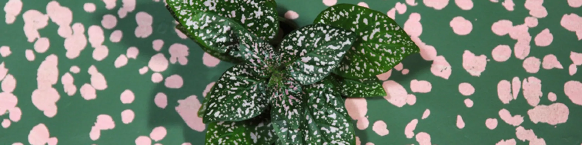 21er Raum: Constanze Schweiger