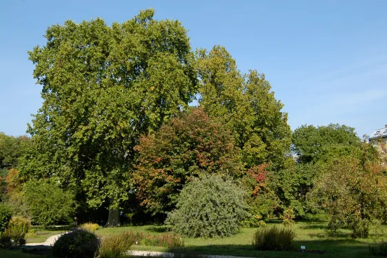 Baum im botanischen Garten vor blauem Himmel