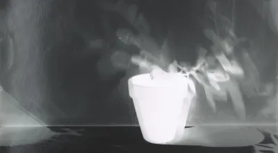 Schwarz-Weiß Fotografie einer Pflanze