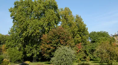 Baum im botanischen Garten vor blauem Himmel