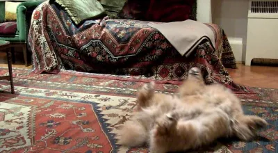 Die Stunde des Analysehundes