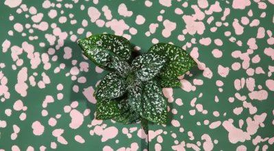 21er Raum: Constanze Schweiger