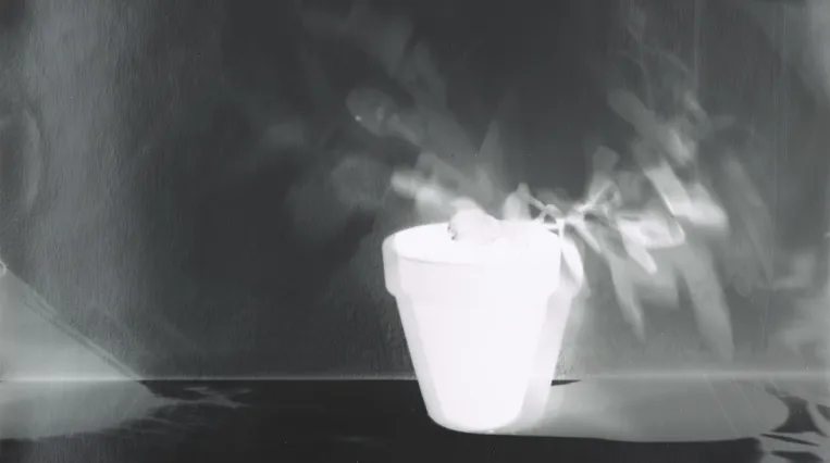 Schwarz-Weiß Fotografie einer Pflanze