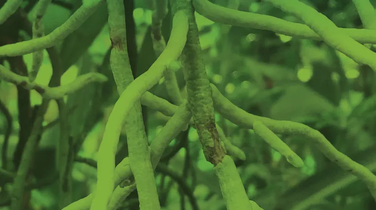 Grüne Wiese Detailaufnahme