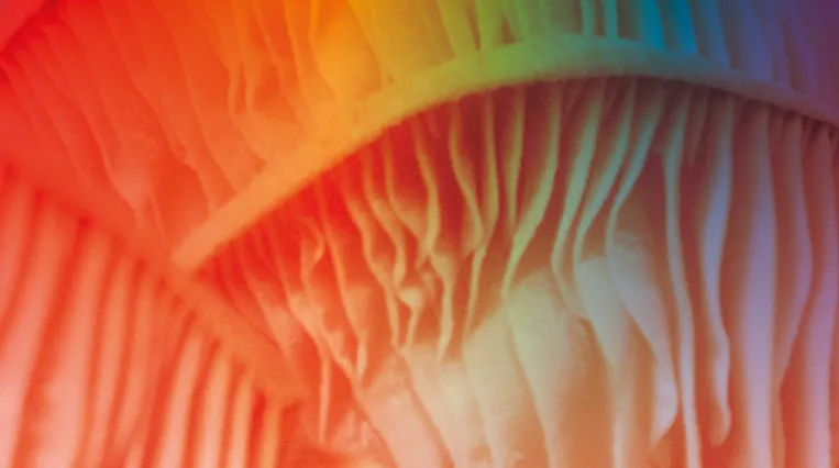 Logo Queering the Belvedere