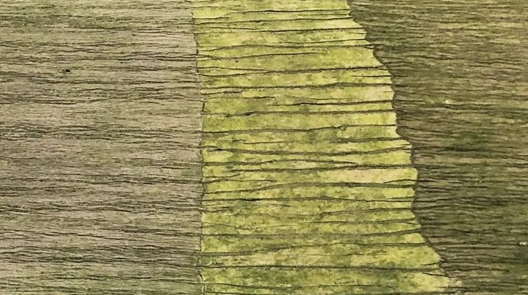 Querschnitt eines Baumes